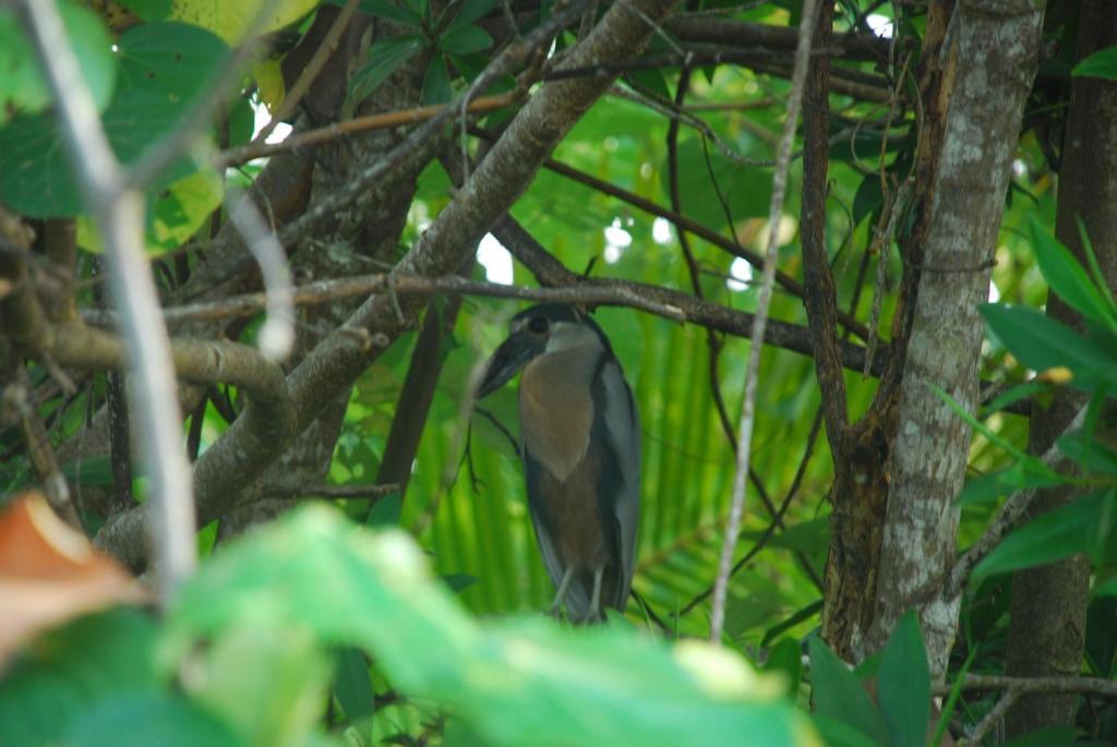Hotel La Isla Parrita Kültér fotó